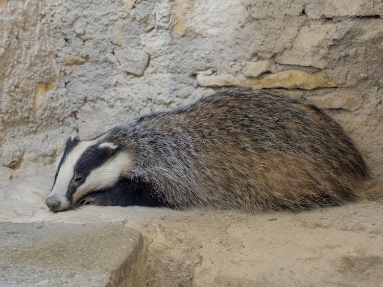 A Badger In A Zoo 