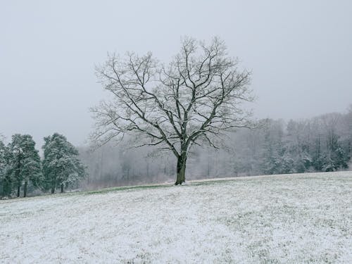 A Field and Trees Covered in Snow 