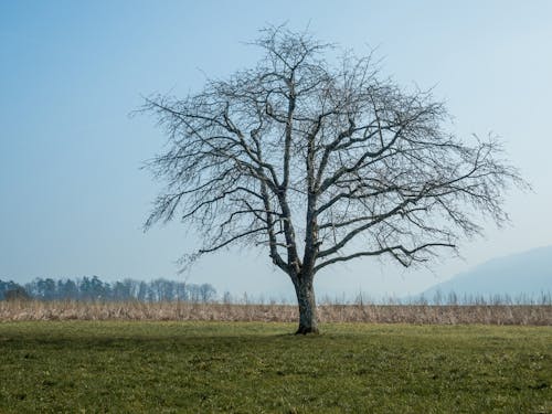 A Leafless Tree on a Grass Field 