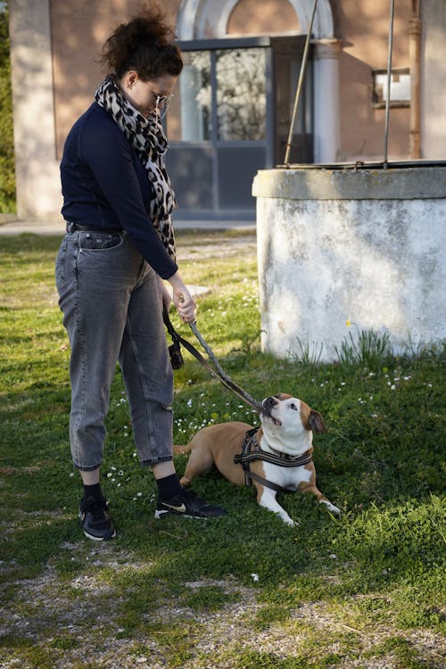 Foto stok gratis amstaff, anjing, belum tua