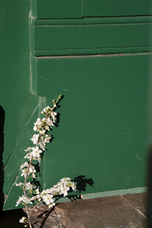 Spring Blossoming Branch