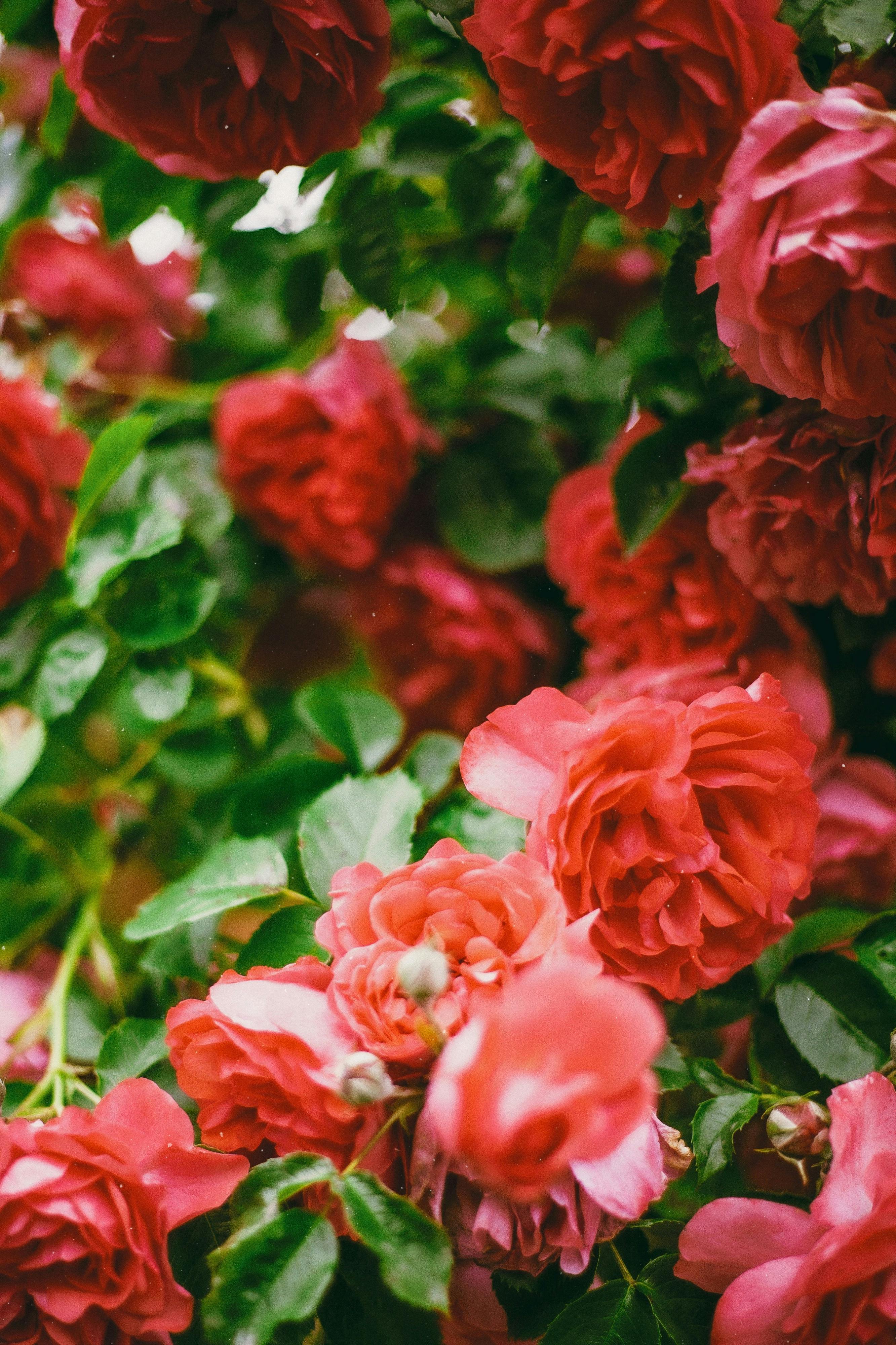Vibrant red roses in full bloom against lush green foliage, capturing the essence of spring.
