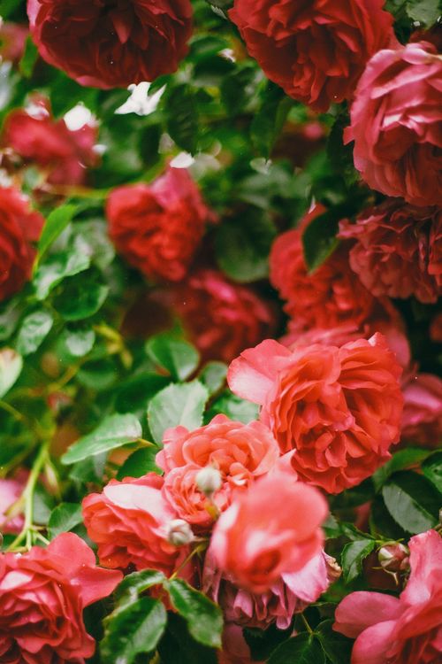 Freshly Bloomer Spring Roses Blossoming Spring Roses · Free Stock Photo