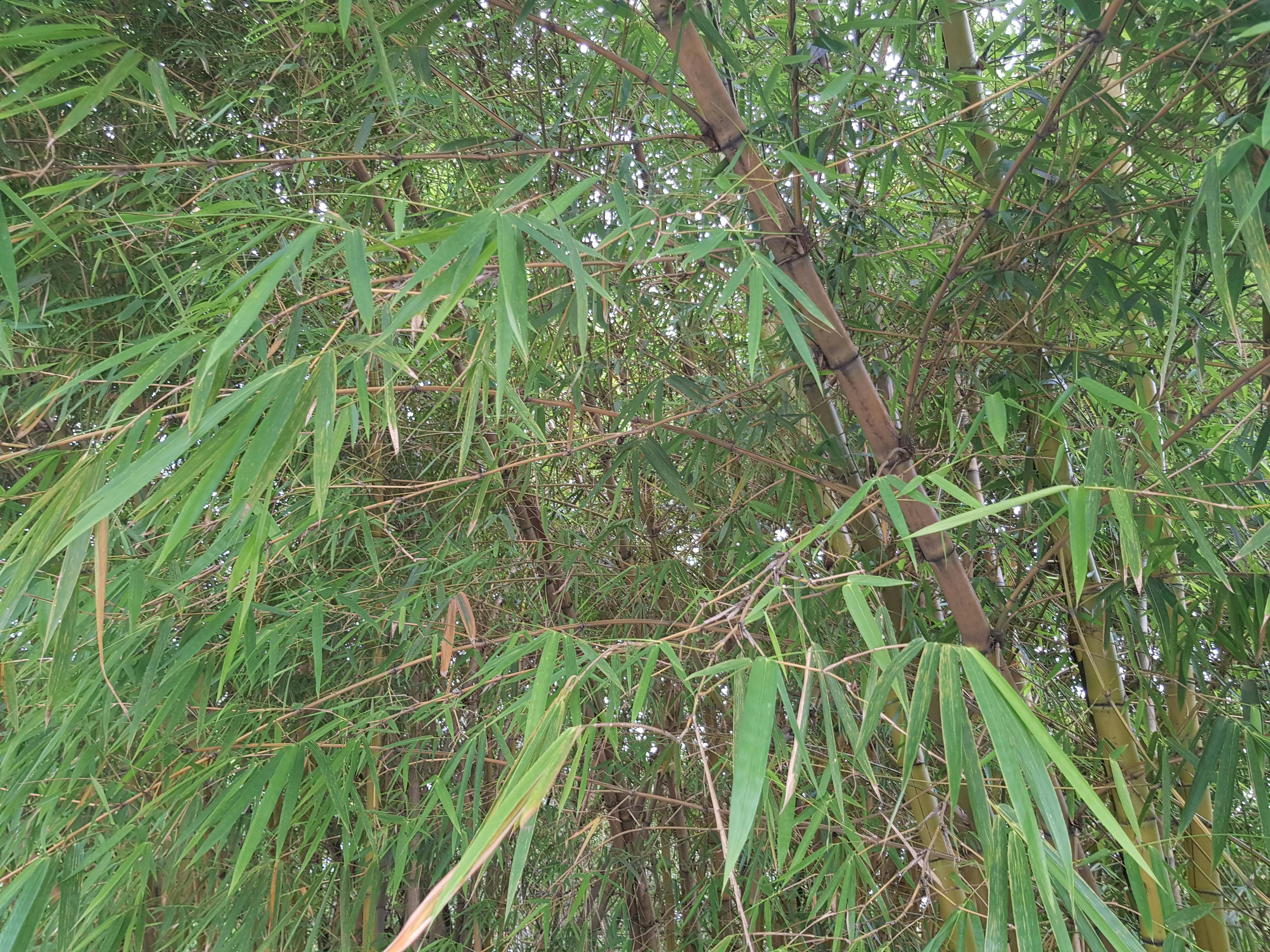 Free stock photo of bamboo, bamboo leaf, bamboo trees