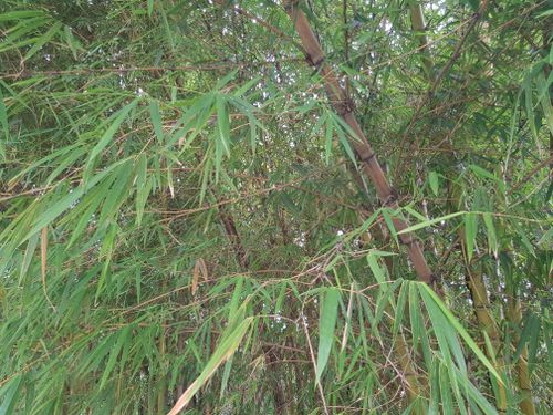 Free stock photo of bamboo leaf, green Stock Photo