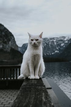Majestic white cat sitting on a railing by a serene winter lake with mountain backdrop.