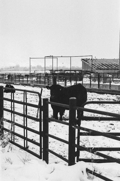Fotobanka s bezplatnými fotkami na tému býk, čierny a biely, dobytok