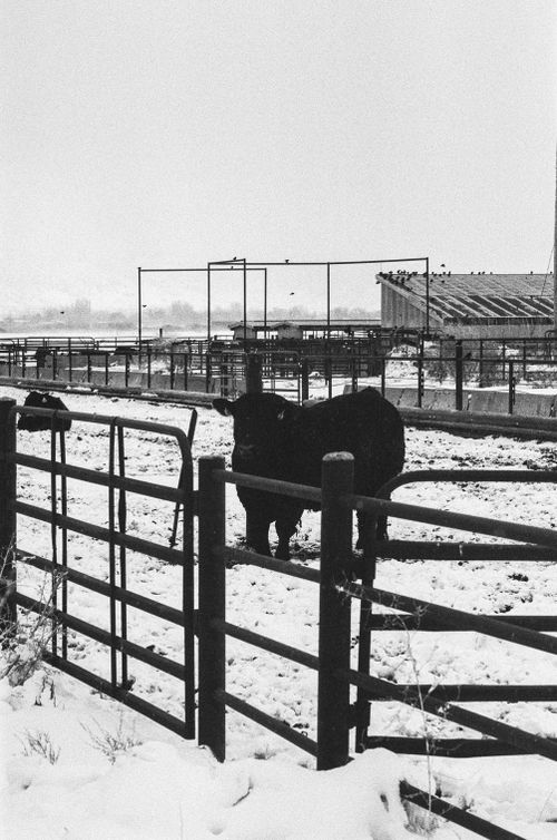 Free A serene winter scene of cattle in a snowy ranch, captured in black and white. Stock Photo