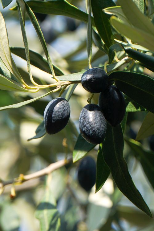 Free Close-up of ripe black olives on an olive tree branch in Kaisariani, Greece. Stock Photo
