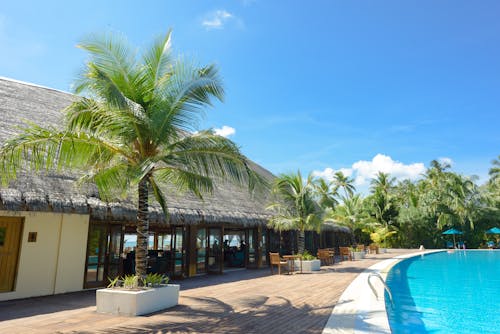免费 椰子树环绕的游泳池 素材图片