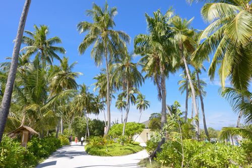 Free Scenic palm-lined pathway in a sunny Maldivian resort, ideal for relaxation and leisure. Stock Photo