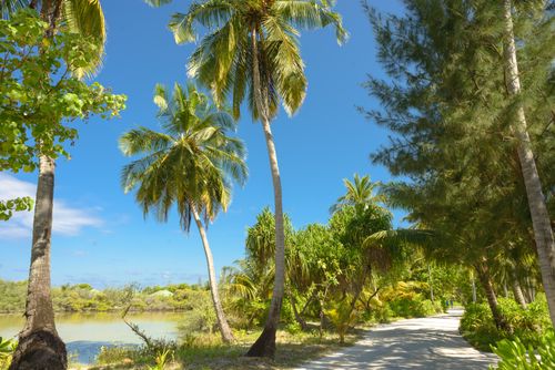 Free A tranquil tropical pathway lined with palm trees under a vibrant blue sky in the Maldives. Stock Photo