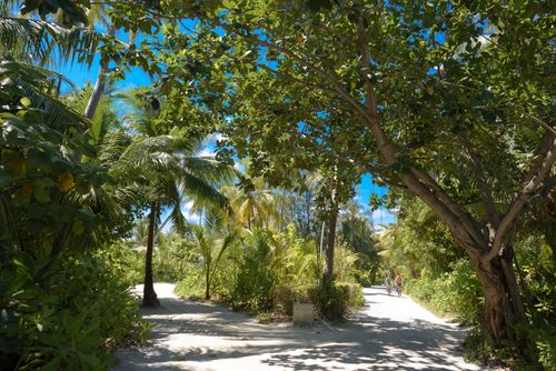 Free A scenic tropical path in the Maldives, surrounded by lush greenery and vibrant sunlight. Stock Photo
