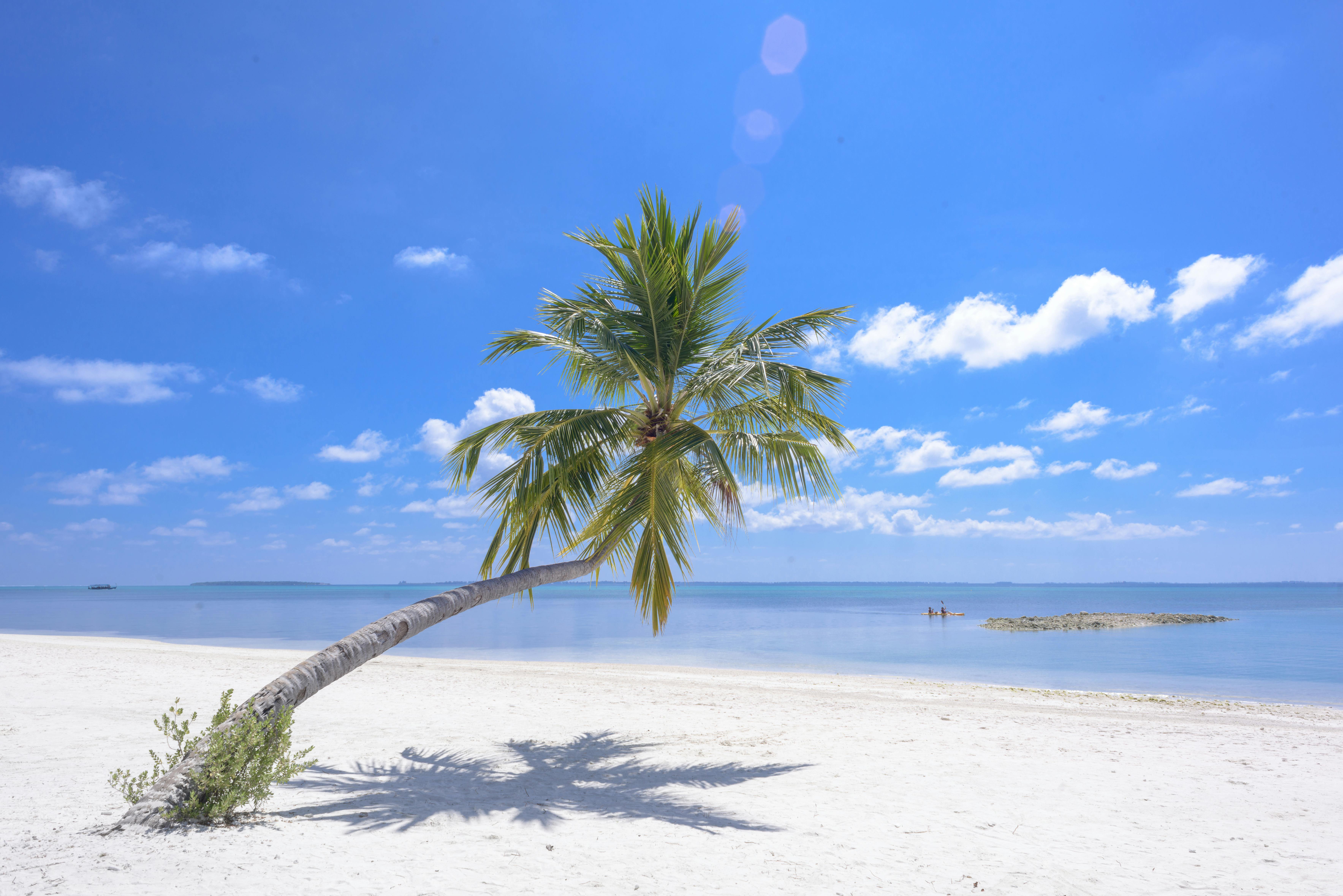 photo of coconut tree on seashore