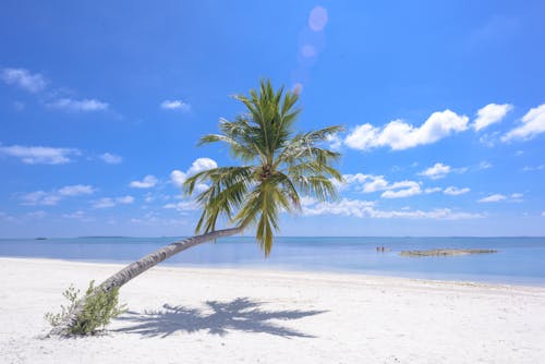 бесплатная Фотография кокосовой пальмы на берегу моря Стоковое фото