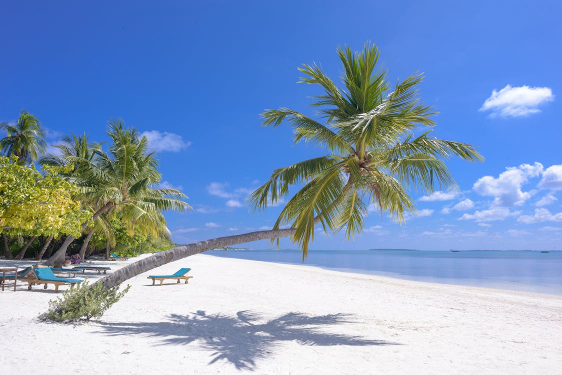 A beach view with palm trees and chairs on the seashore.