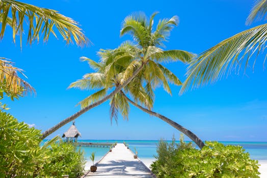 Idyllic tropical beach view with palm trees and pier in Maldives, ideal for relaxation and vacation.