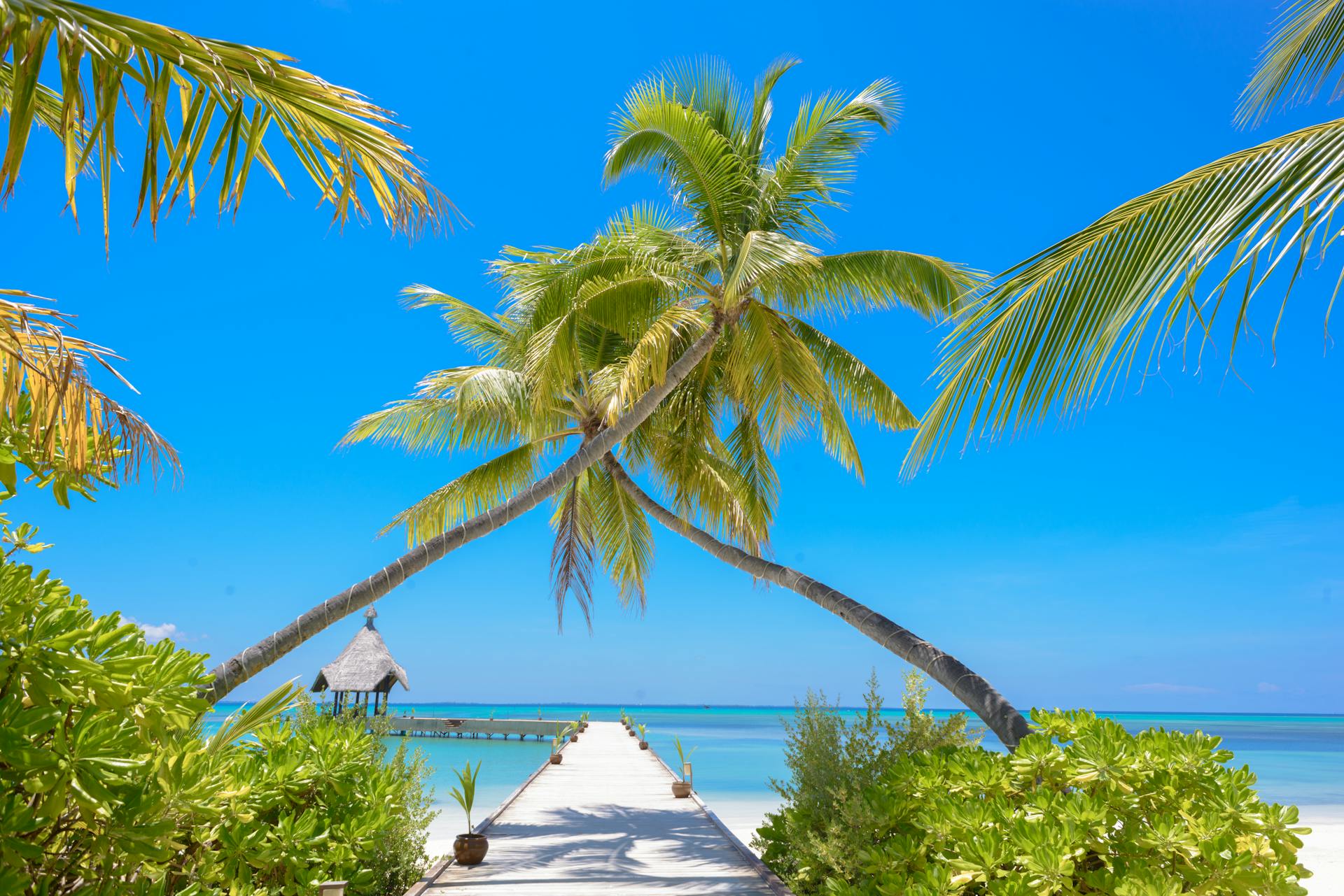 An idyllic tropical beach view with palm trees and pier in the Maldives