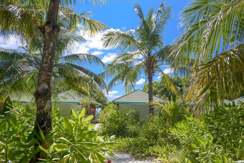 Free Photo of Palm Trees Near Houses Stock Photo