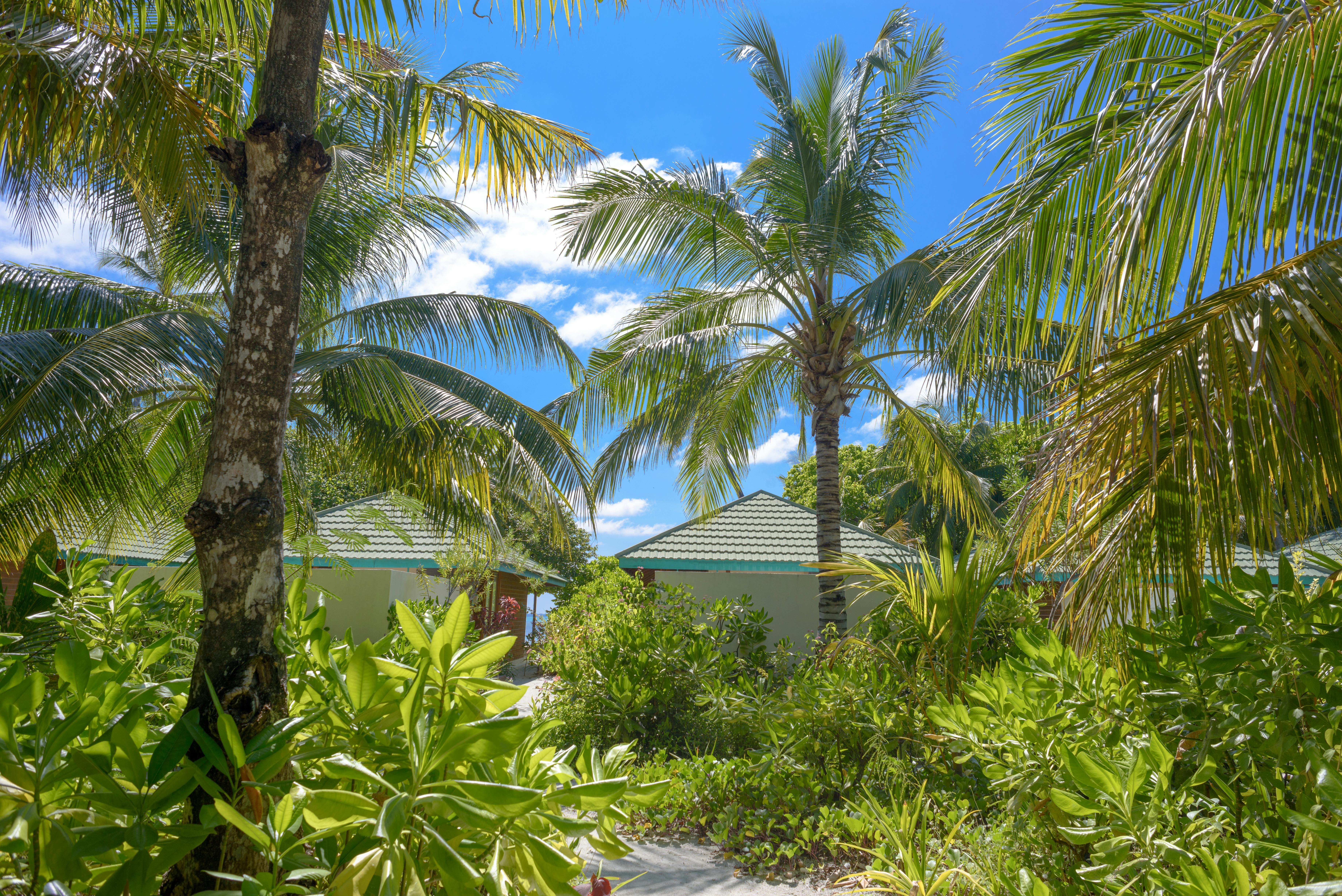 Photo of Palm Trees Near Houses · Free Stock Photo