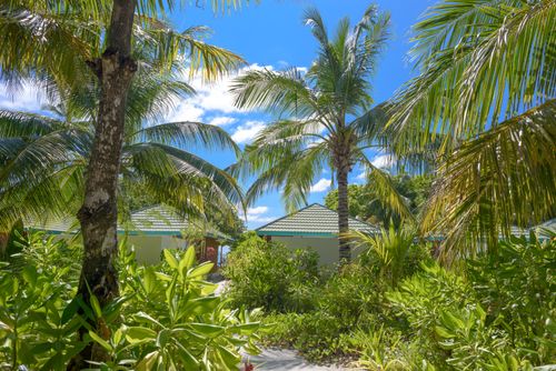 Free Idyllic tropical view with palm trees and lush greenery at a Maldives resort. Stock Photo