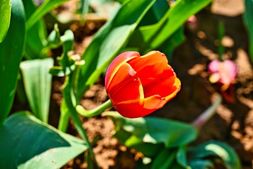 Free stock photo of colorful flowers, flower, garden tulip