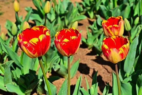 Free stock photo of beautiful flowers, flowers, garden tulips