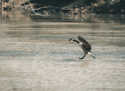 Bird Flying over Water