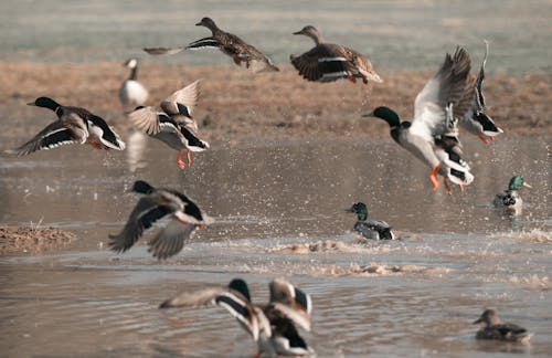 Безкоштовне стокове фото на тему «зграя птахів, качки, Орнітологія»