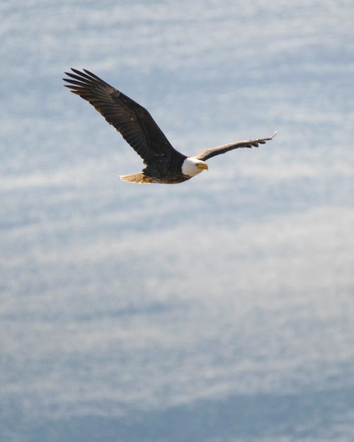 Free Close-up of a bald eagle in flight against a vast, serene sky, showcasing its majestic wingspan. Stock Photo
