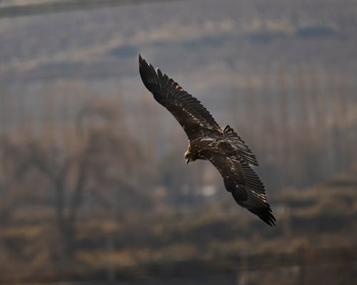 Close-up of a Golden Eagle Flying