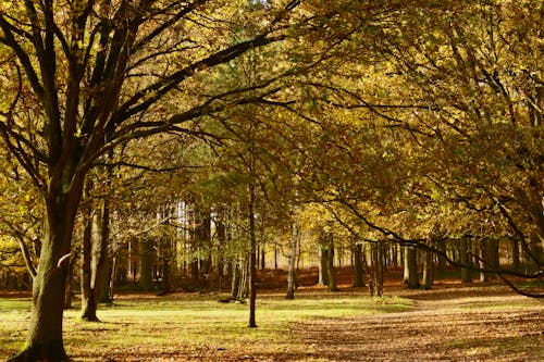 公園, 天性, 樹木 的 免費圖庫相片