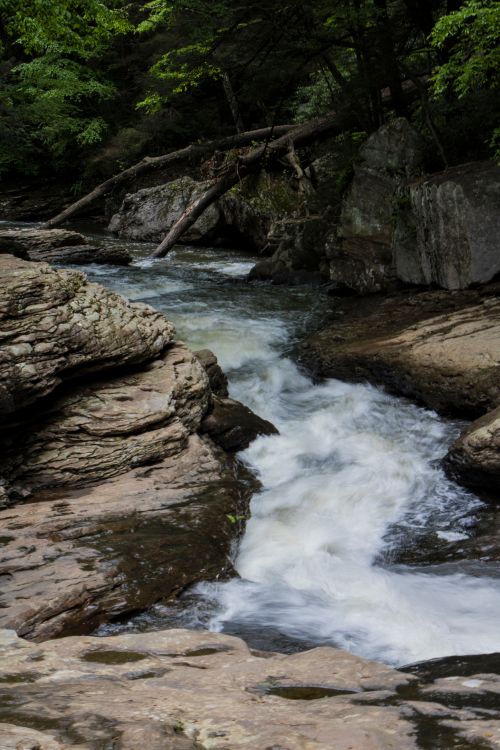 Free A serene forest stream flowing over rocks surrounded by lush greenery. Stock Photo