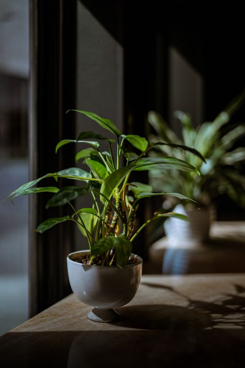 Free A potted green plant casting shadows in a sunlit room with wooden surfaces. Stock Photo