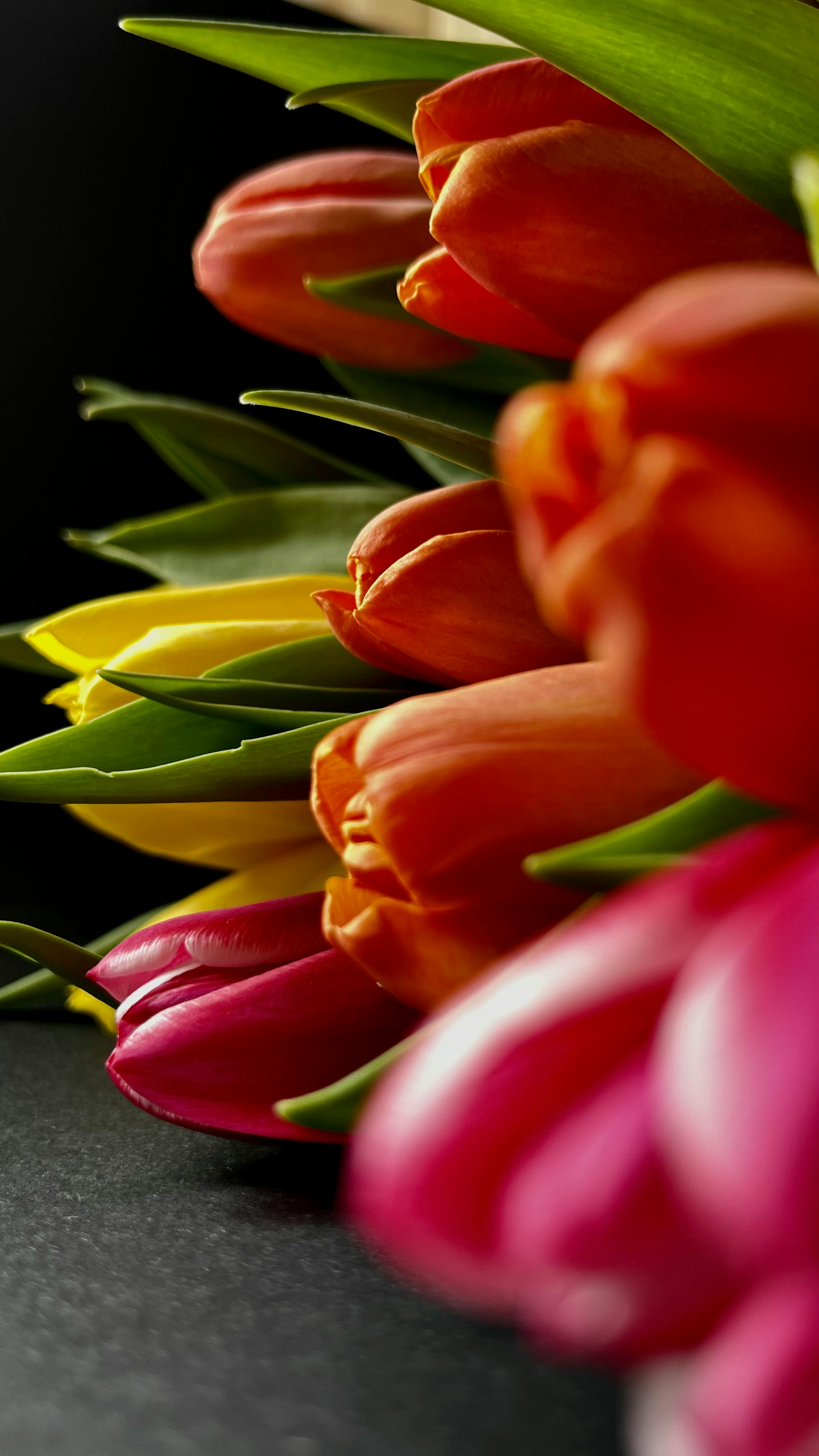 colorful tulips wallpaper