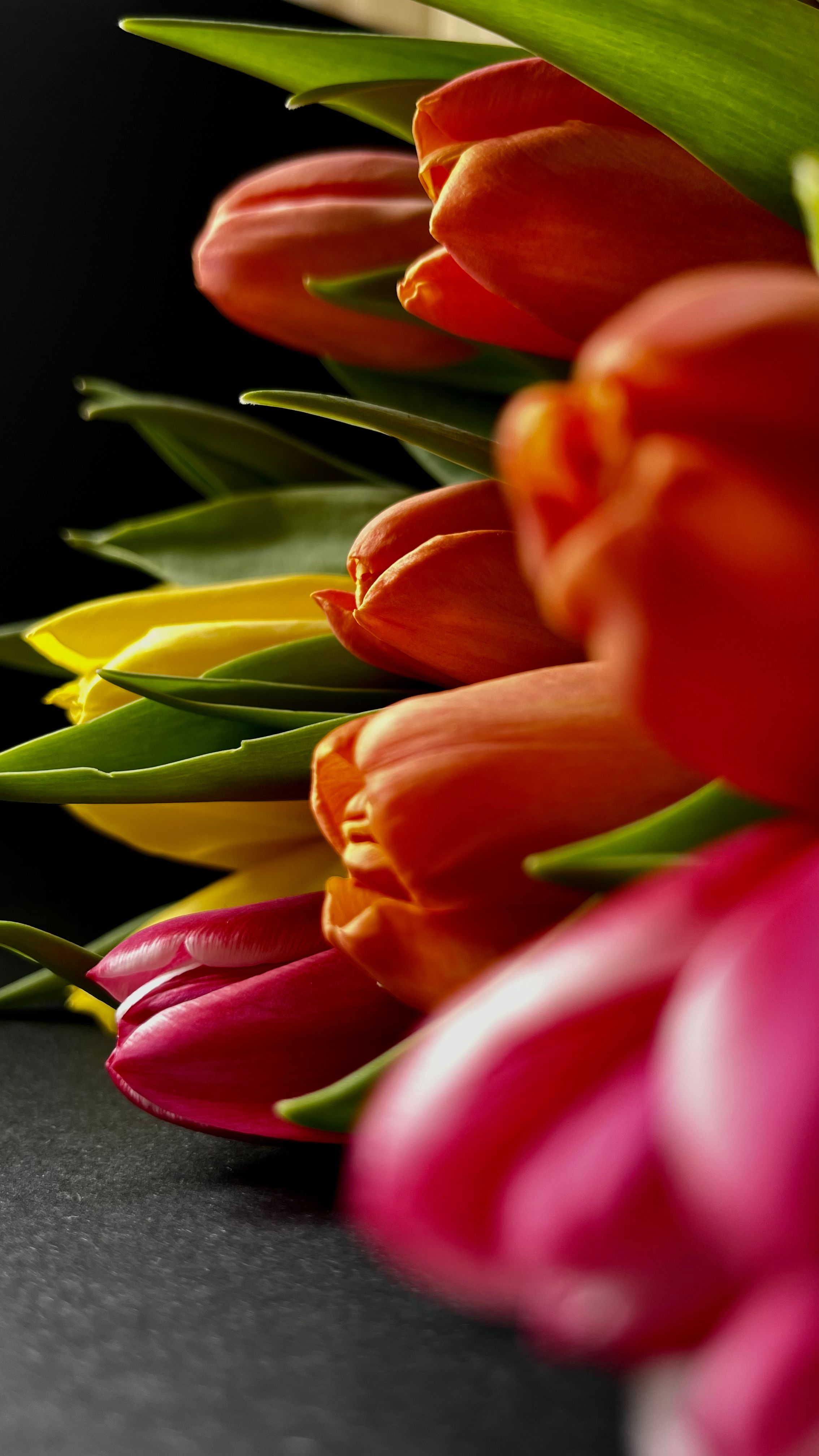 Close up of Colorful Tulips · Free Stock Photo
