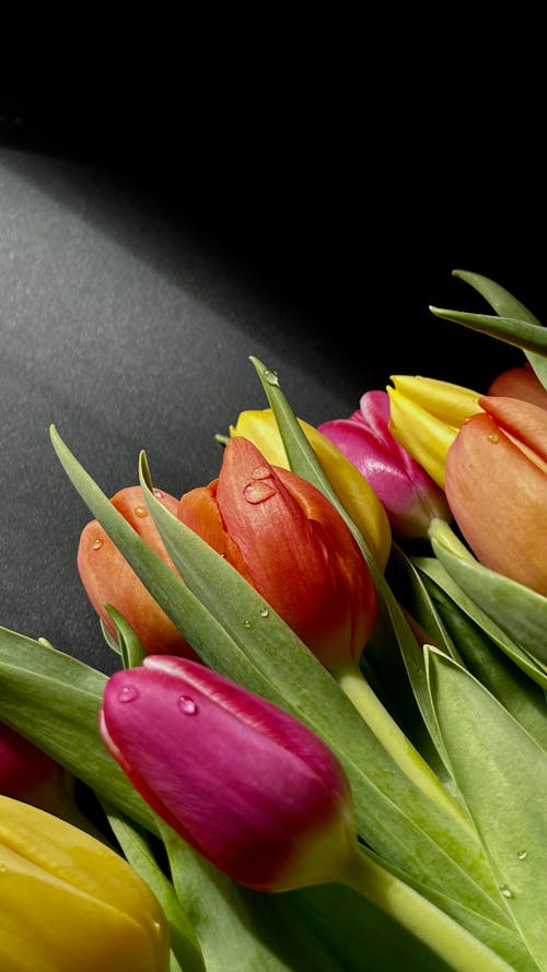 Close-up of a Bunch of Colorful Tulips 