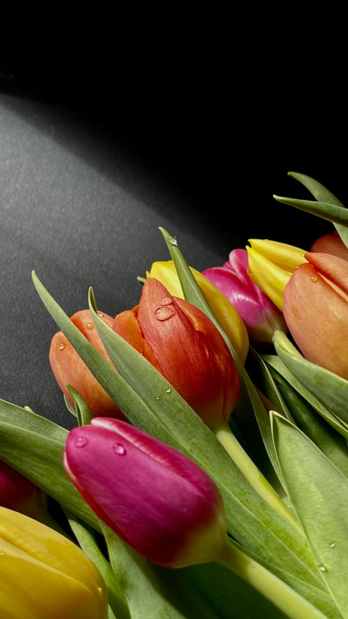 Free Colorful tulip bouquet with water droplets on a black background, showcasing vibrant spring beauty. Stock Photo