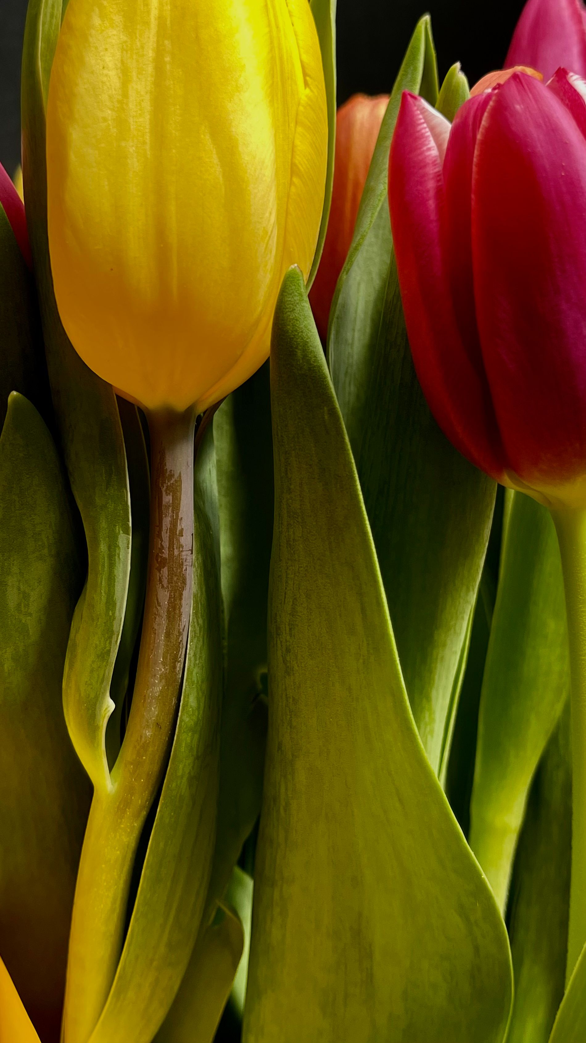 Close up of Tulips · Free Stock Photo