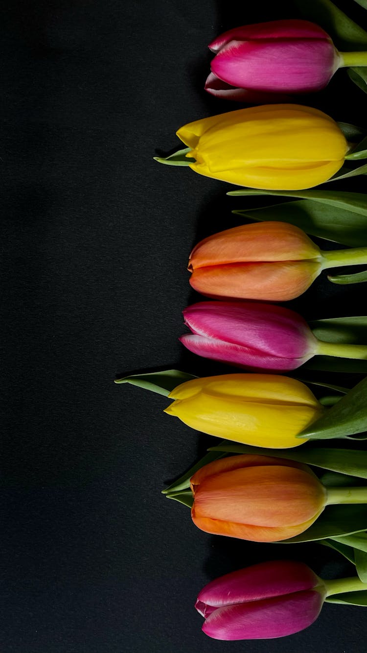 Colorful Tulips In A Row On Black Background 