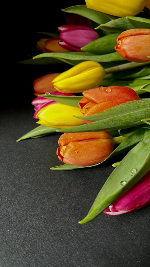 꽃, 꽃다발, 다채로운의 무료 스톡 사진