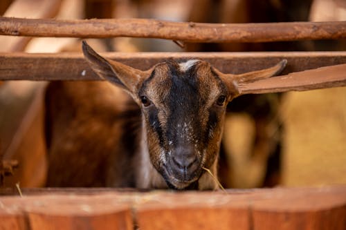 Close-up of a Goat in a Barn 