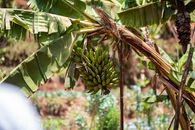 A vibrant banana cluster on a plantation in Kiambu County, Kenya, exuding a tropical essence.