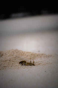 crab photo
