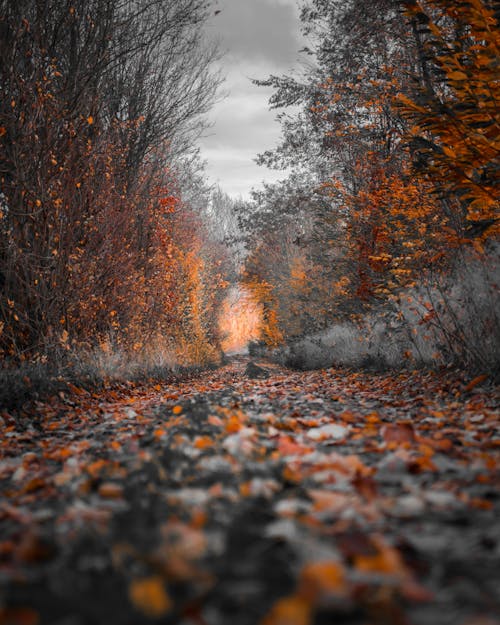 Photographie D'arbres D'automne