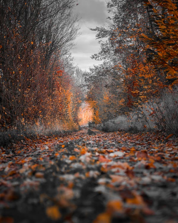 免费 秋天的树木摄影 素材图片