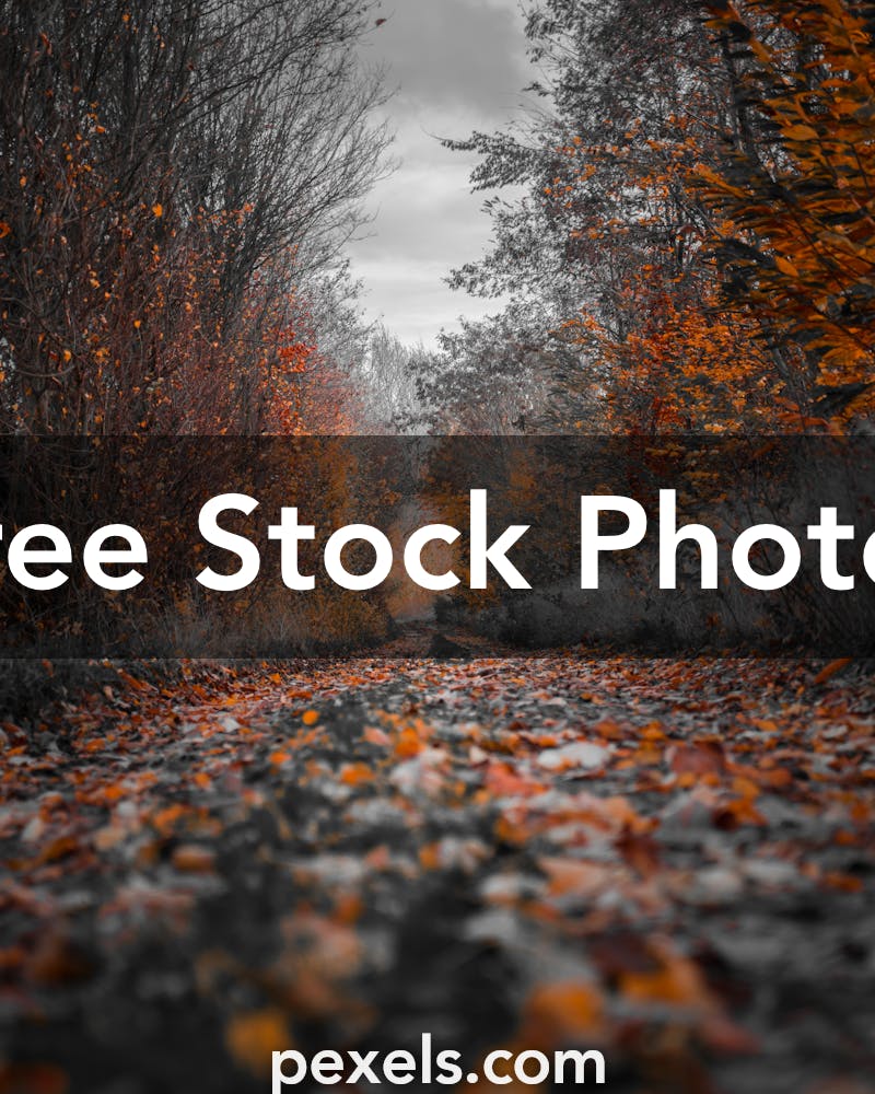 1000 Beautiful Hd Background Photos Pexels Free Stock Photos