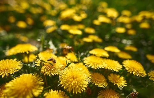 黃色的花的選擇性聚焦照片