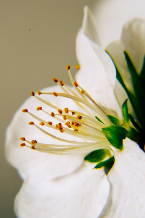 Free Detailed view of a white flower, showcasing delicate stamens and petals. Stock Photo