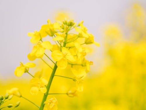 Základová fotografie zdarma na téma žlutá, znásilnění